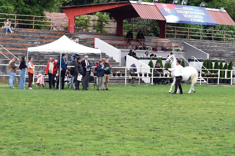 POČELO OCENJIVANJE OVACA I KONJA NA NACIONALNOJ IZLOŽBI NA MANJEŽU - Konkurencija nikad veća, kvalitet nikad bolji