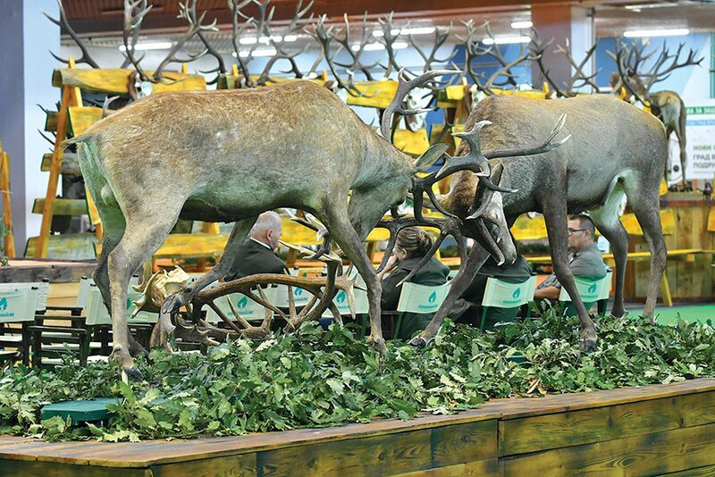 Trofejni jelen iz Bačkog Monoštora 4,5 miliona dinara