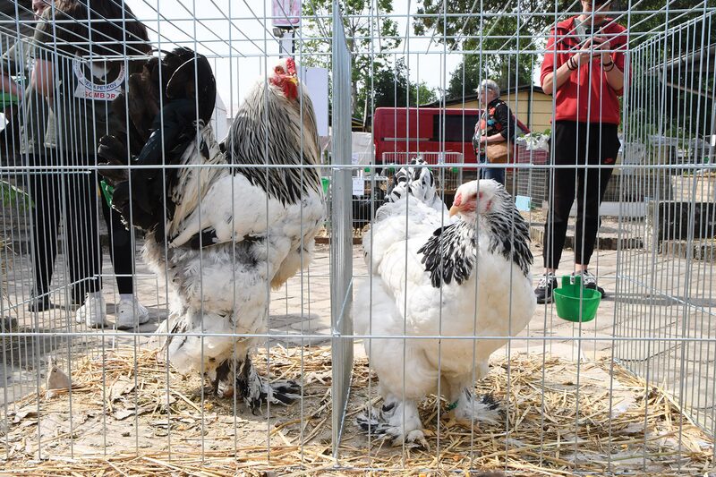 SMALL VALUABLE FEATHERED AND OTHER ANIMALS - From sturgeon to Sombor burdock